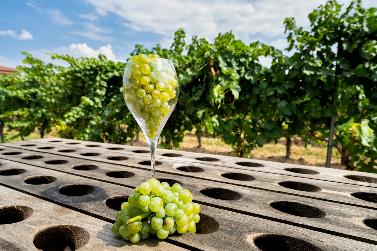 chardonnay grapes