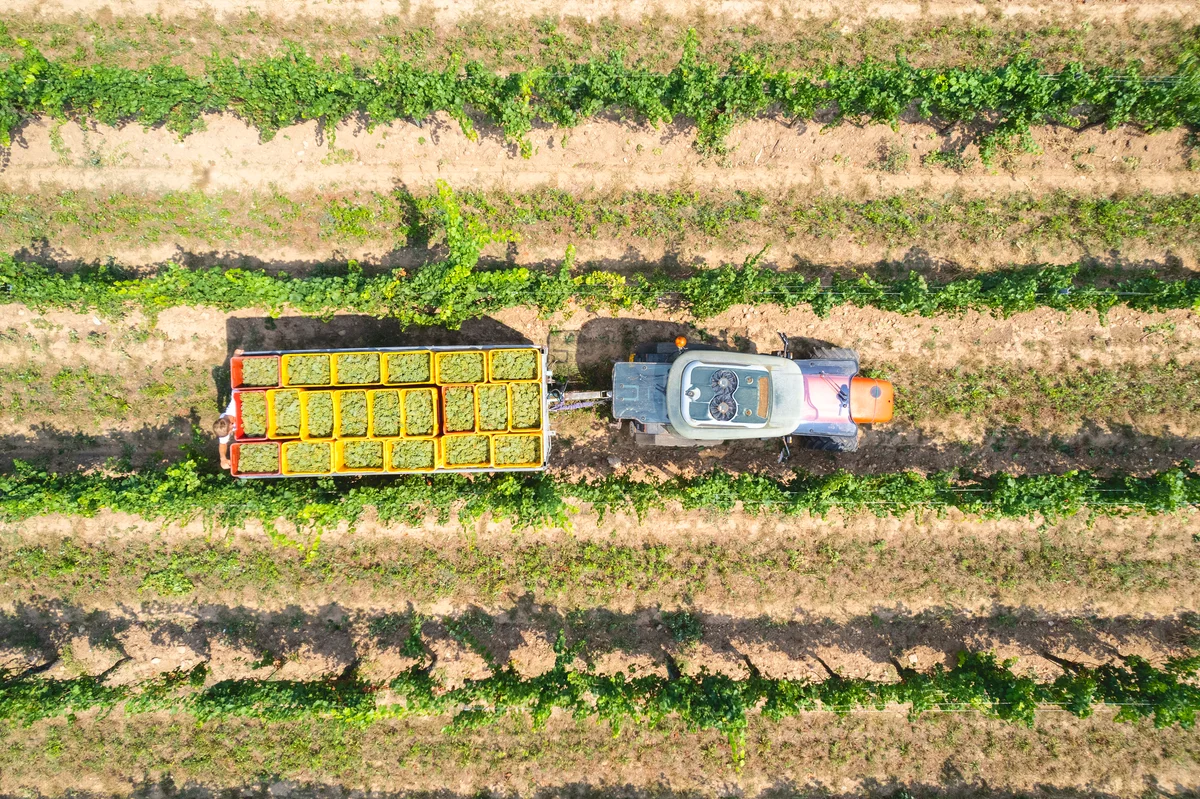 wine harvest