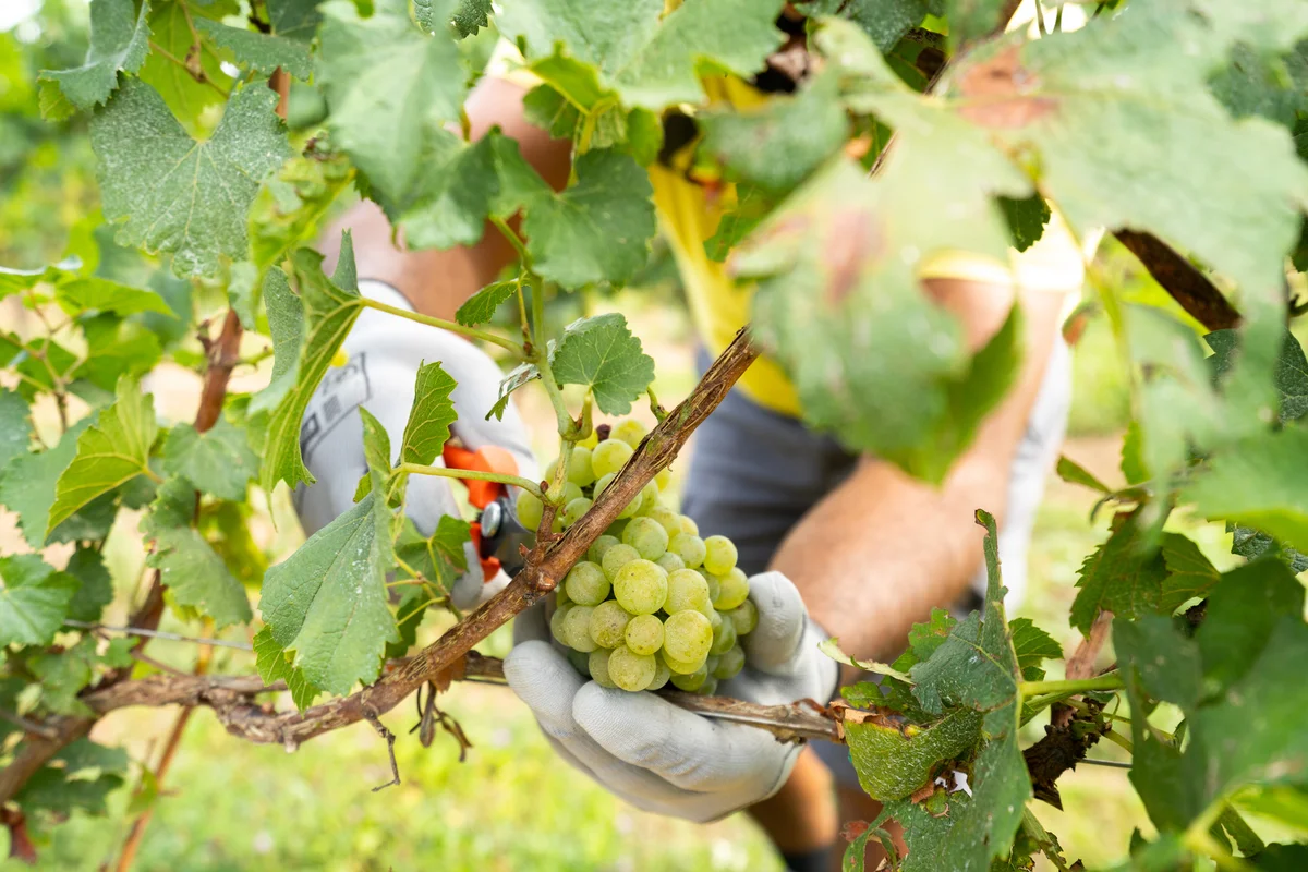 grapes on vine