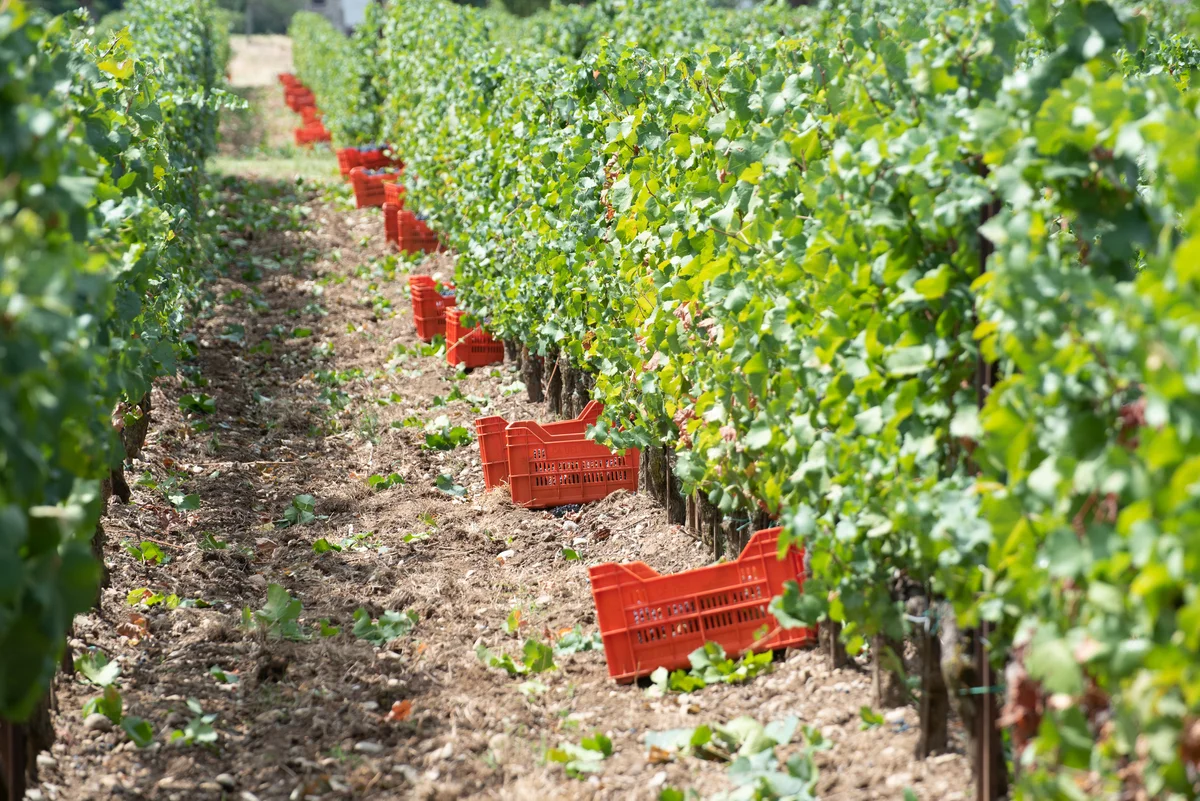 vineyard