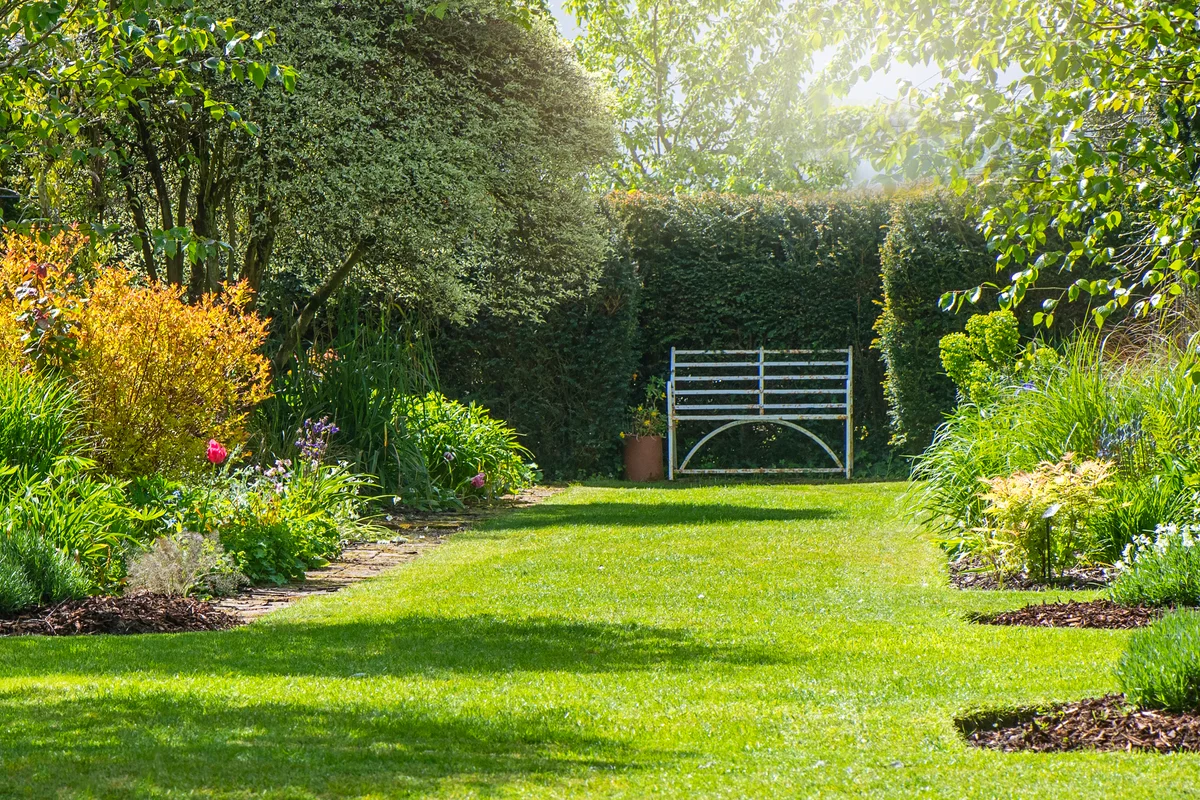 shrubs in garden