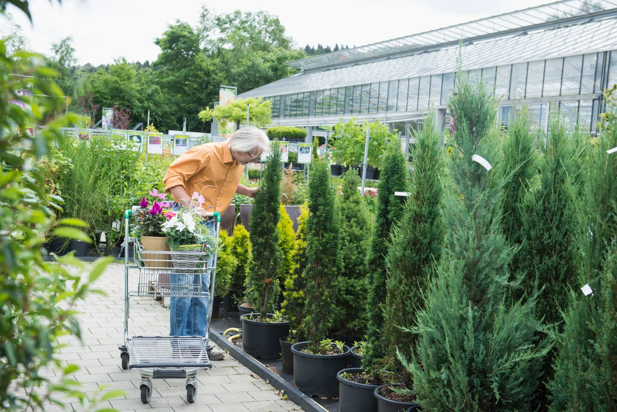 juniper in nursery