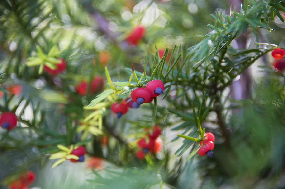Japanese yew