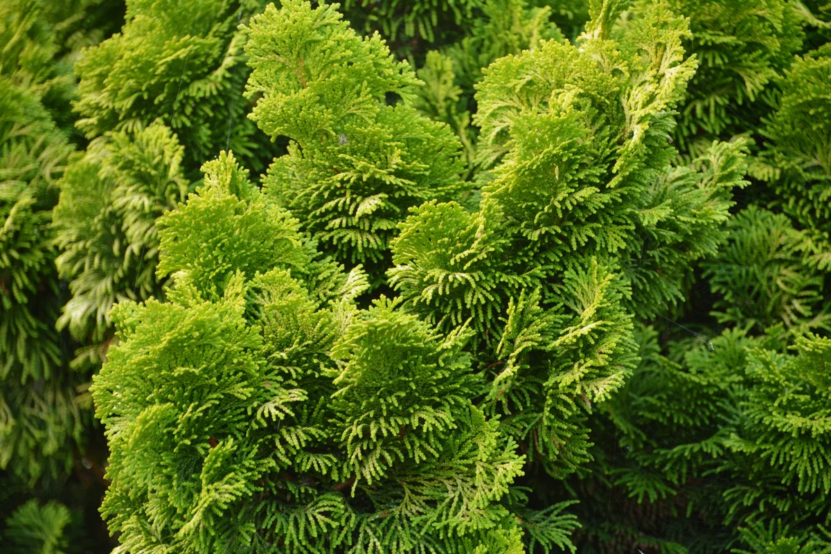 sea green juniper