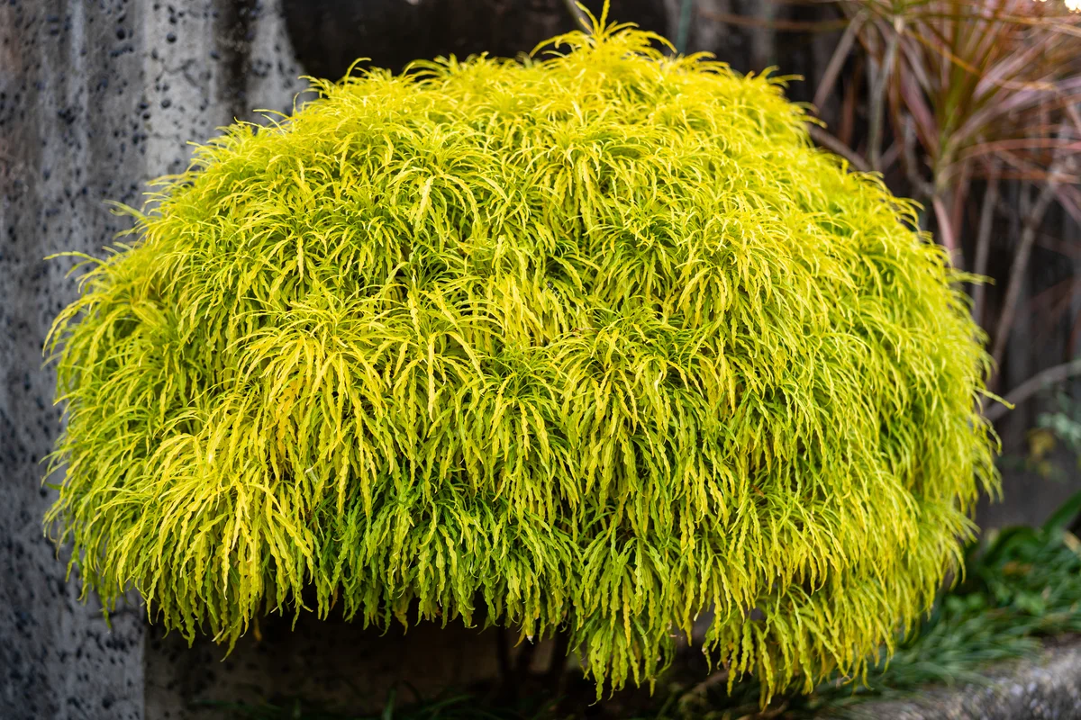 golden mop cypress