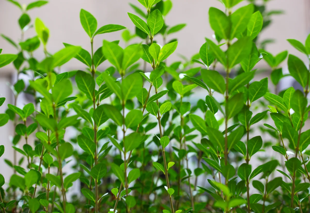 ligustrum