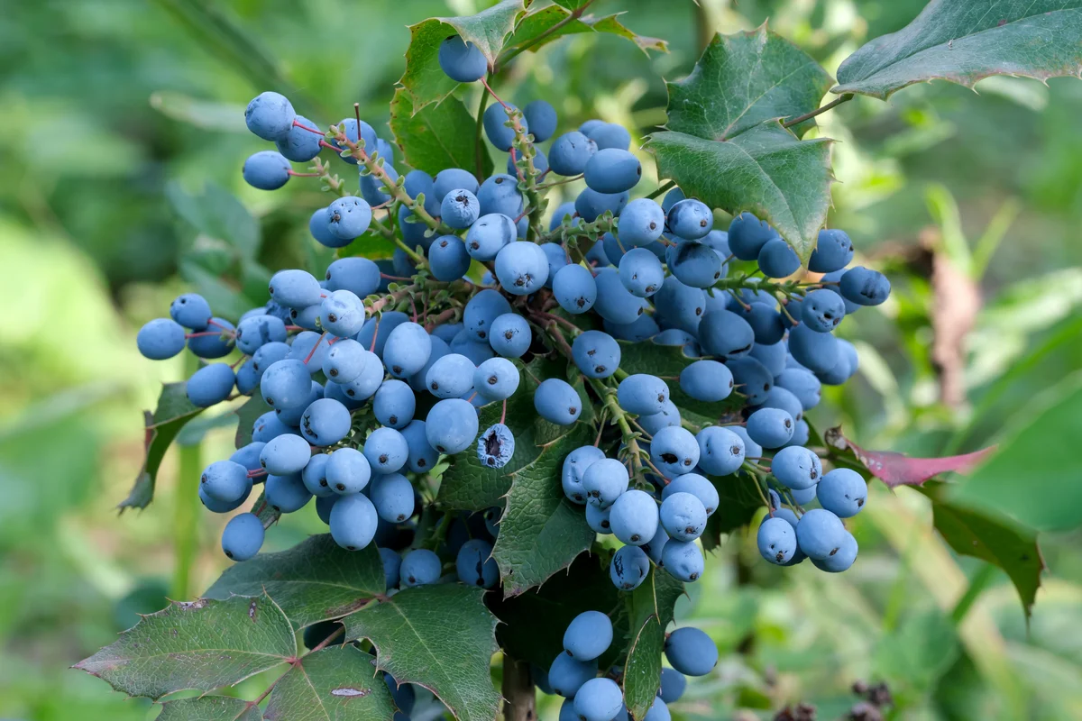 Oregon grape holly