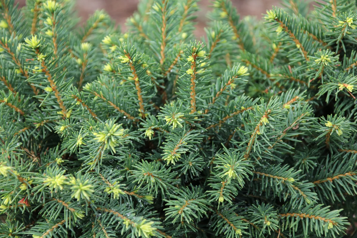 dwarf Alberta spruce