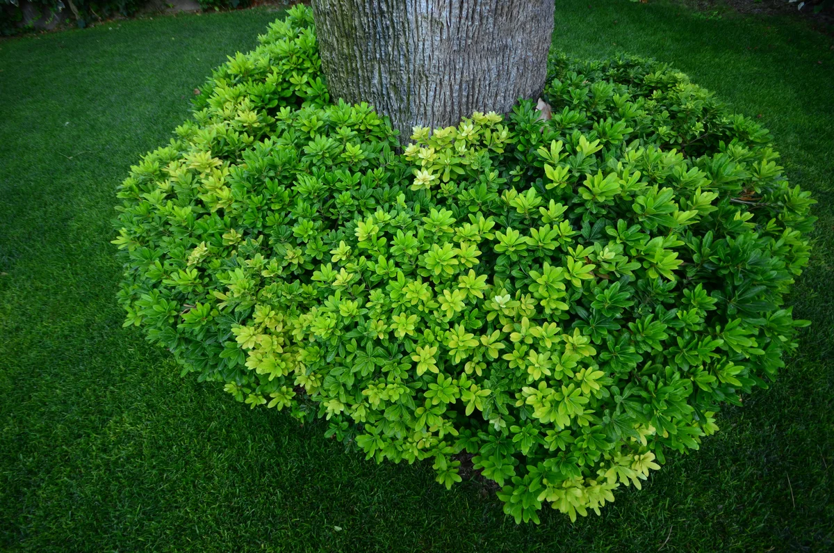 boxwood