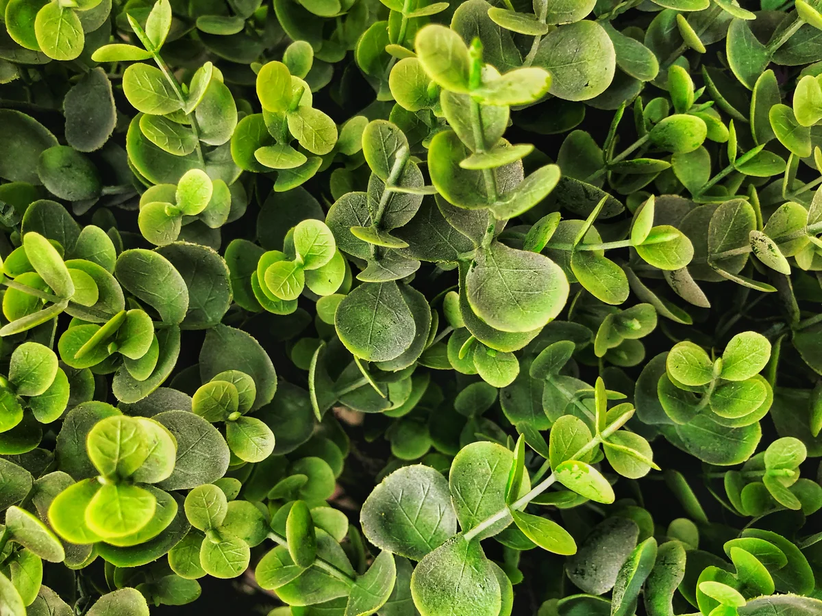 green mountain boxwood