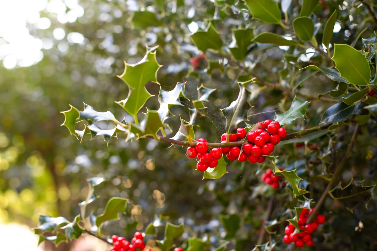 evergreen holly