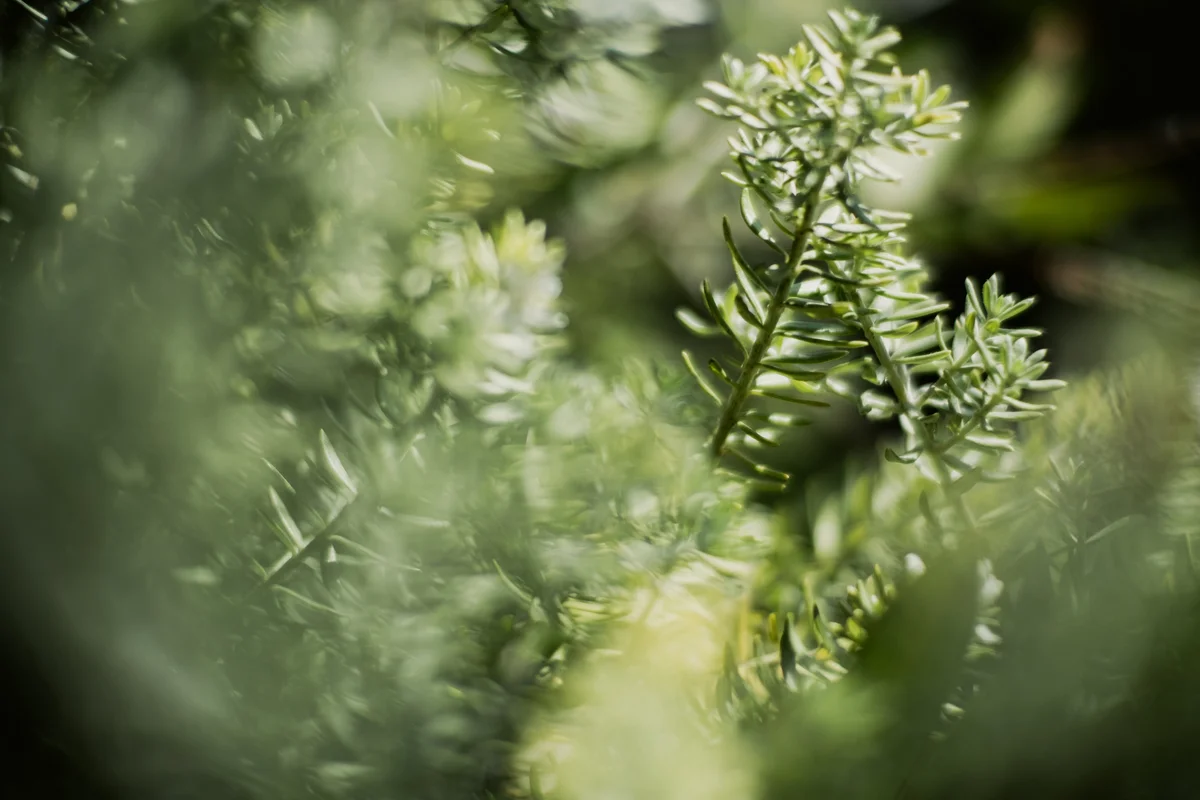 evergreen closeup