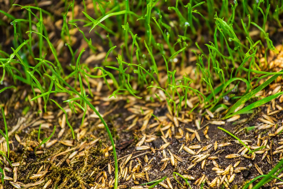 grass seed