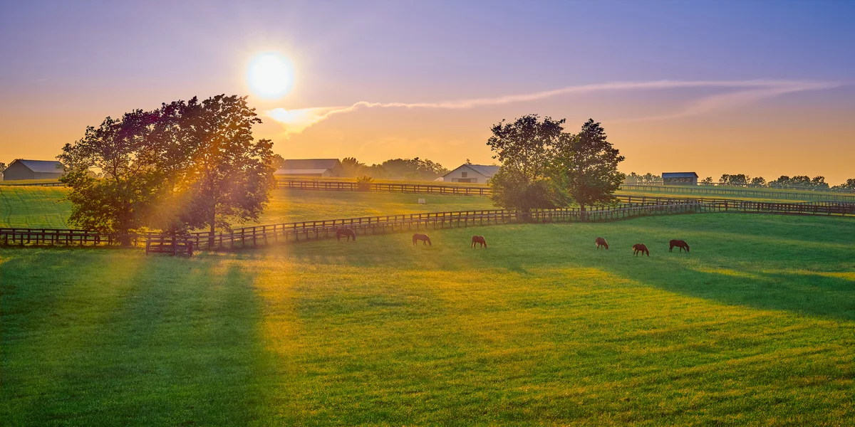 Horses Grazing On Land in Kentucky During Sunset