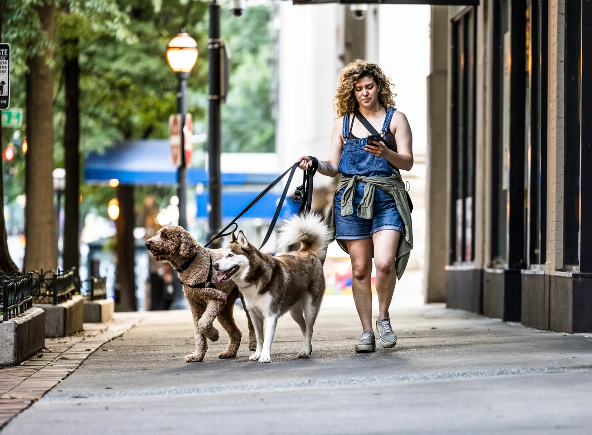 Woman walking dogs