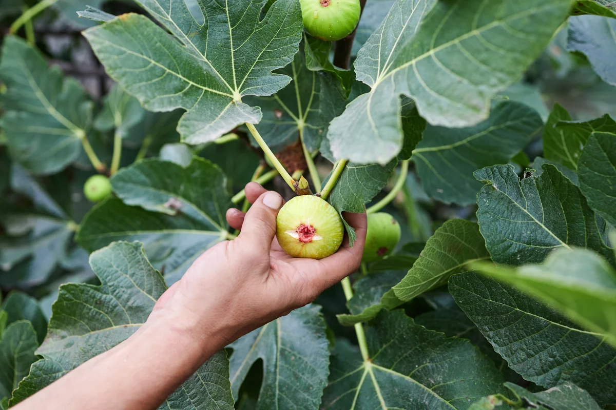 figs on tree