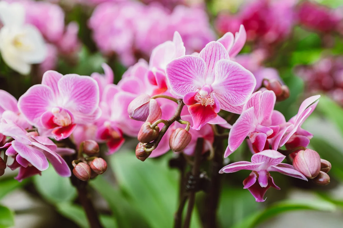 pink orchids