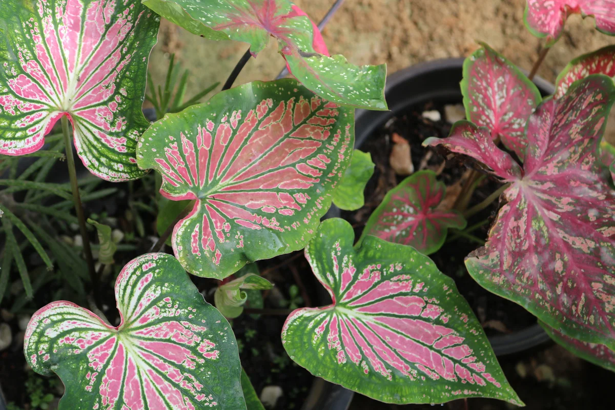 caladium