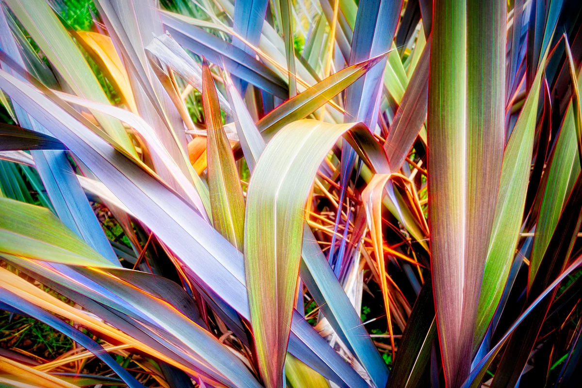 New Zealand Flax