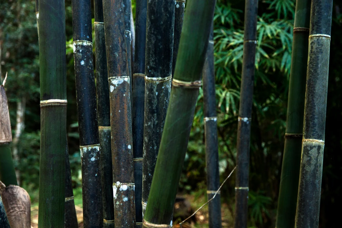 bamboo