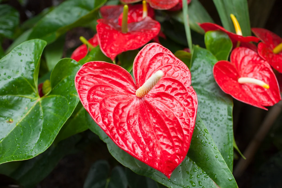 anthurium