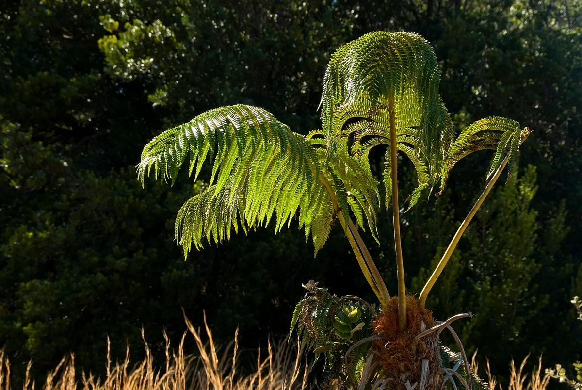 tree fern