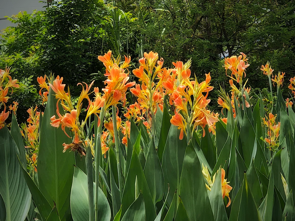 canna lilies