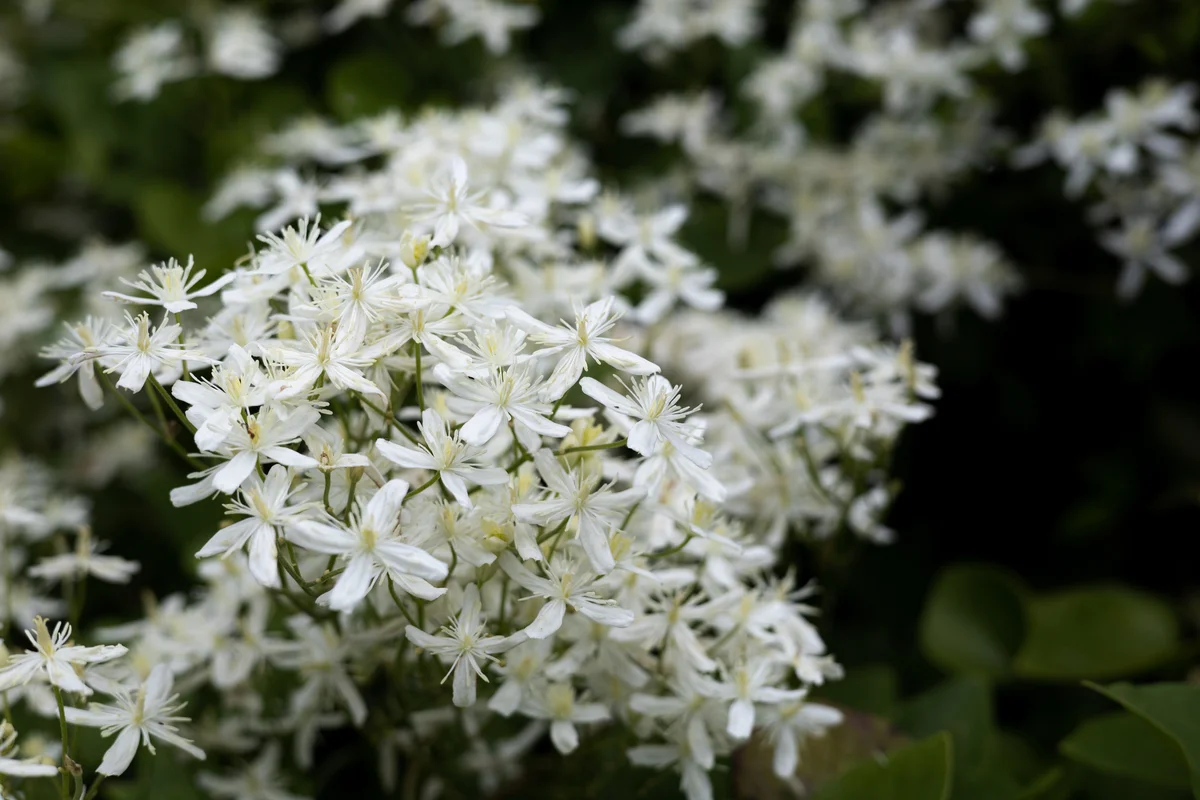 jasmine
