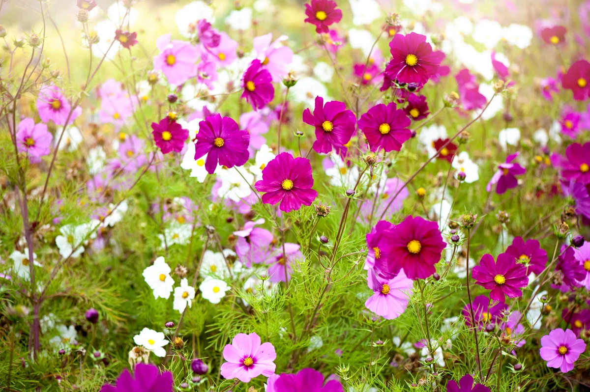 cosmos