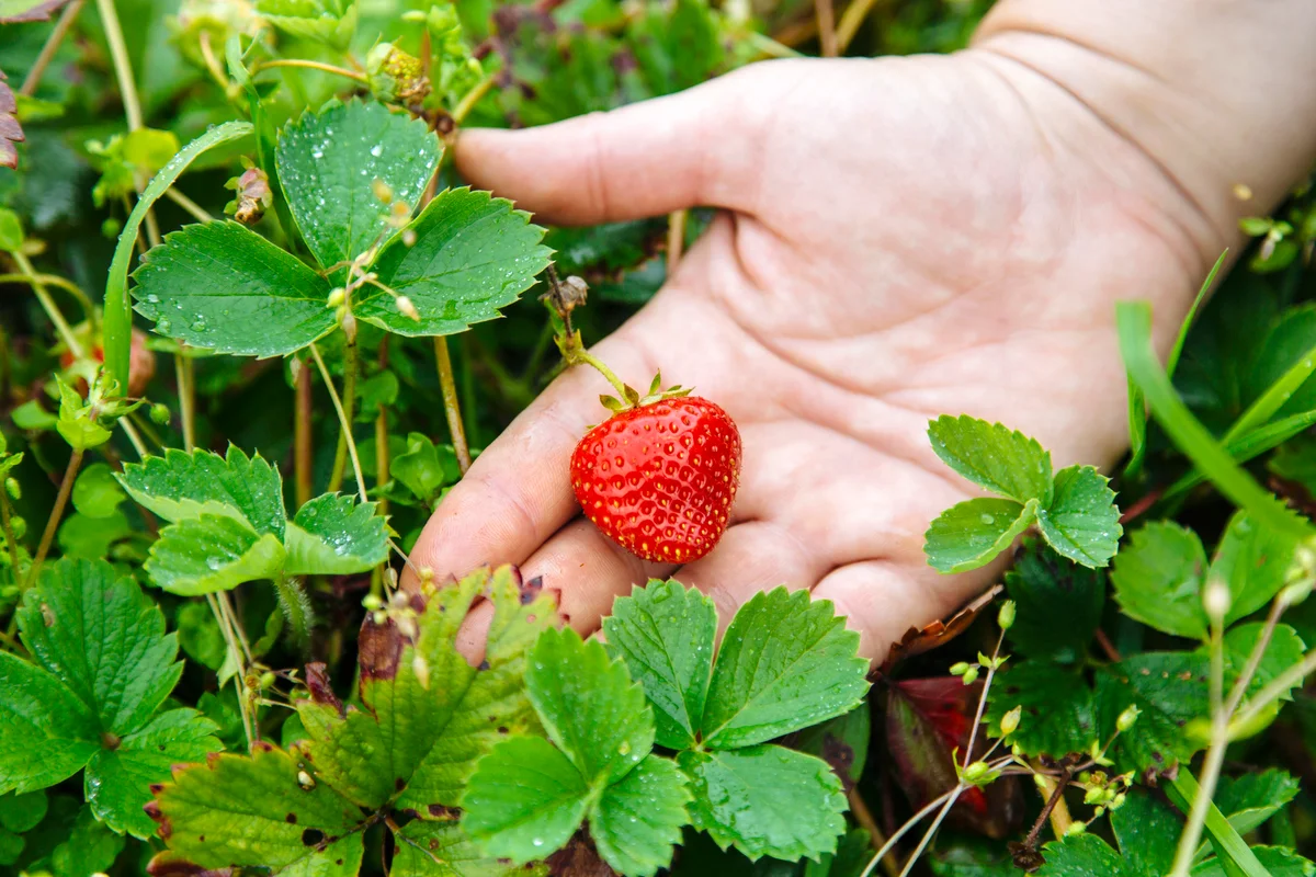 strawberry plant