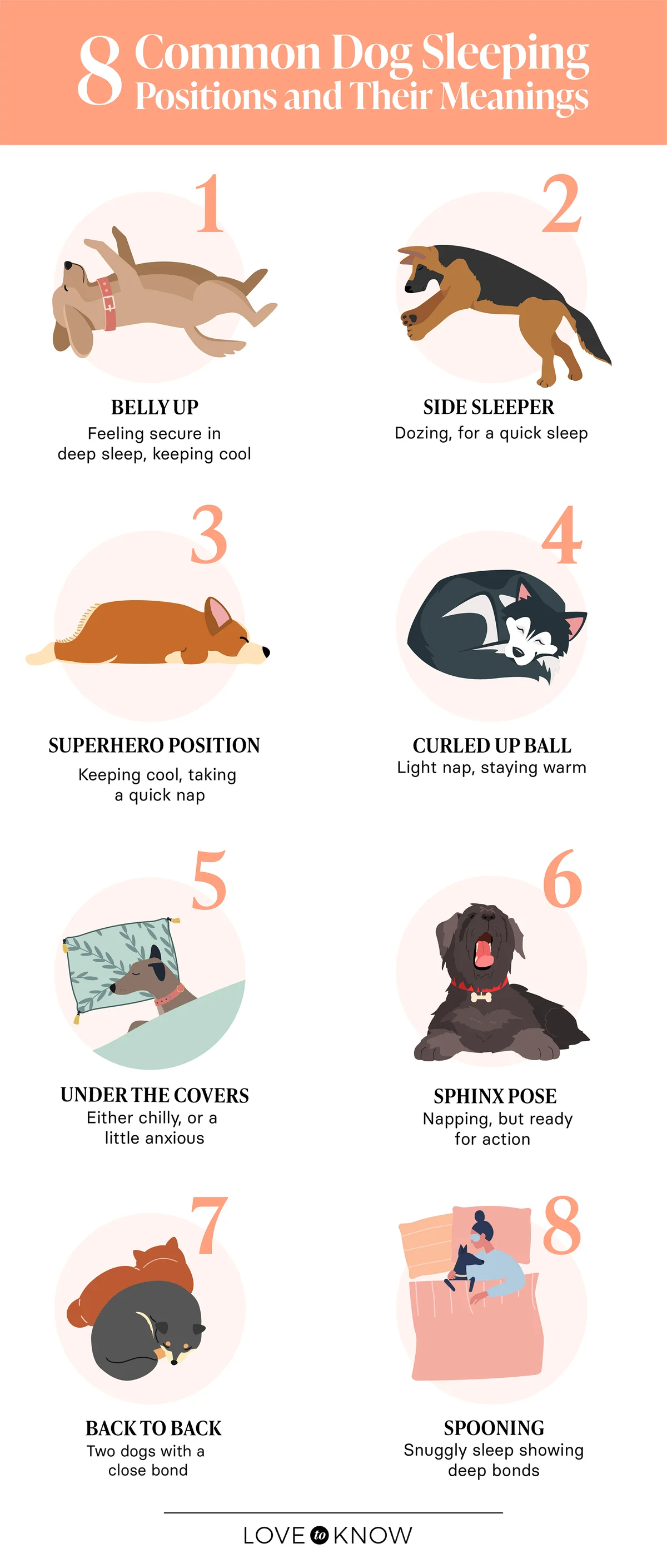 Dog sleeping positions infographic
