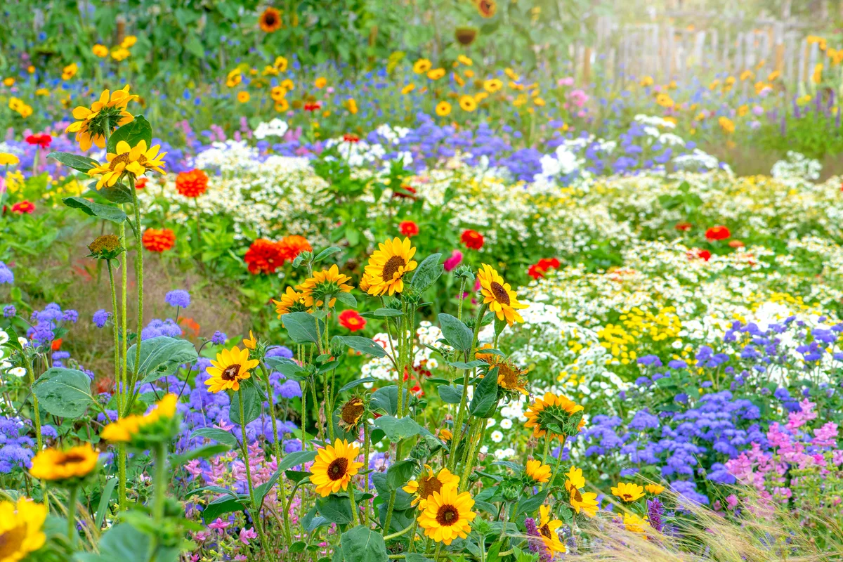 colorful flower garden