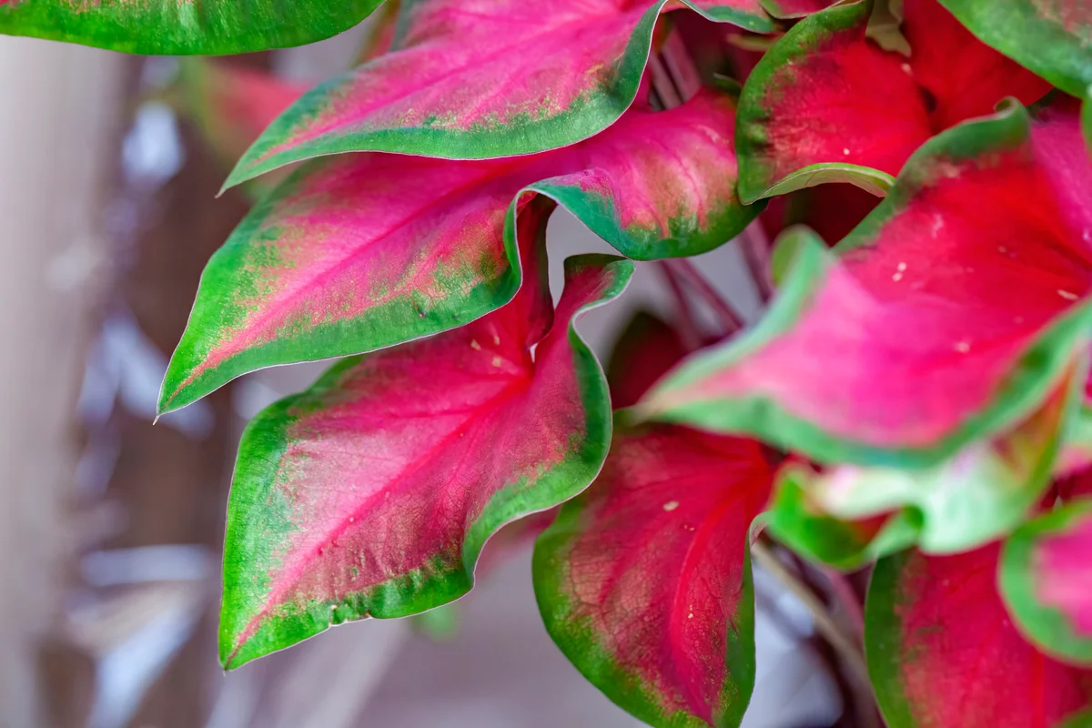 caladium