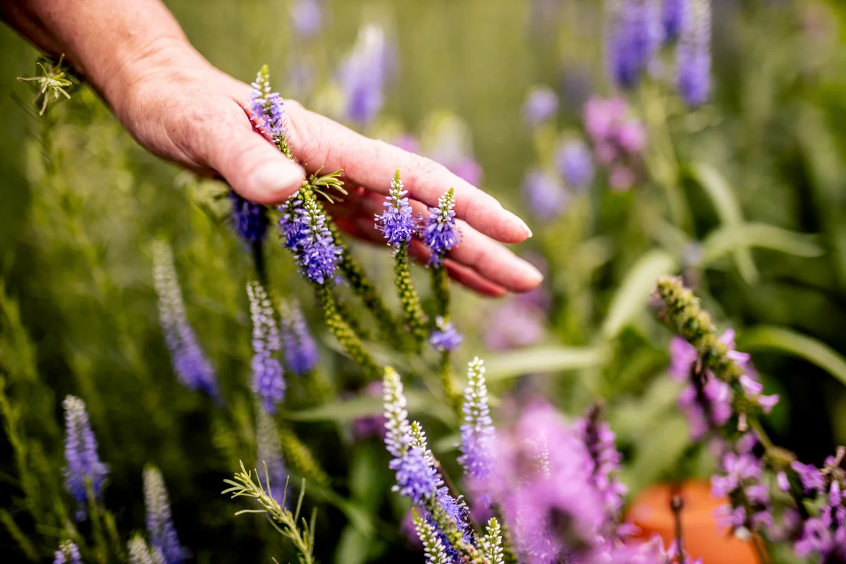 woman's hands touching flowers
