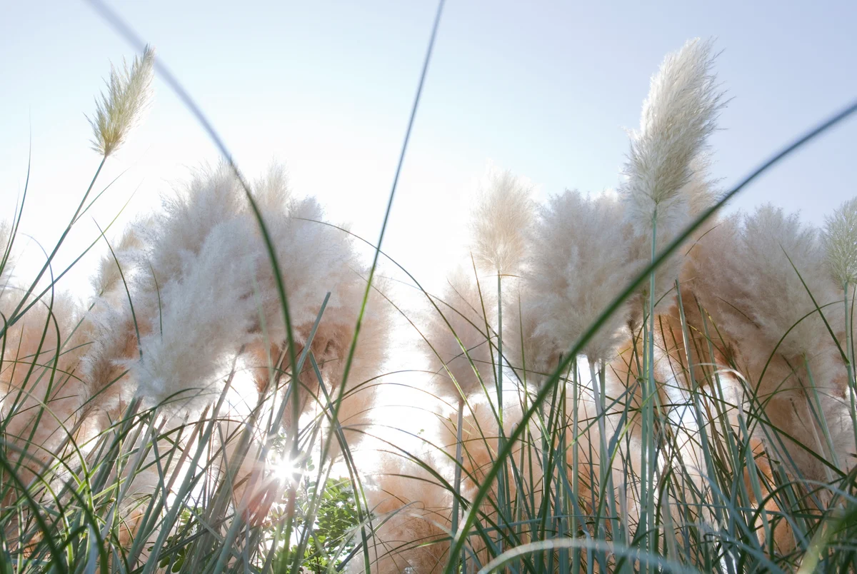 pampas grass
