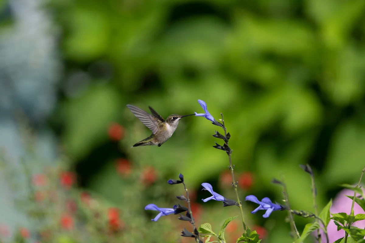 hummingbird in garden