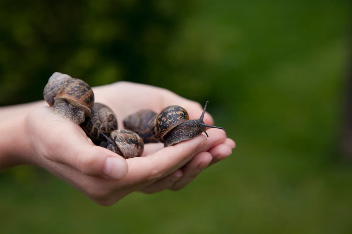 snails