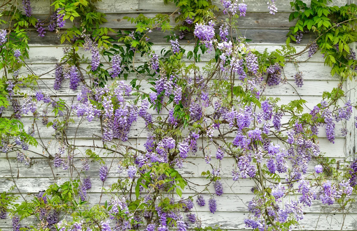 Purple Wisteria growing on old building