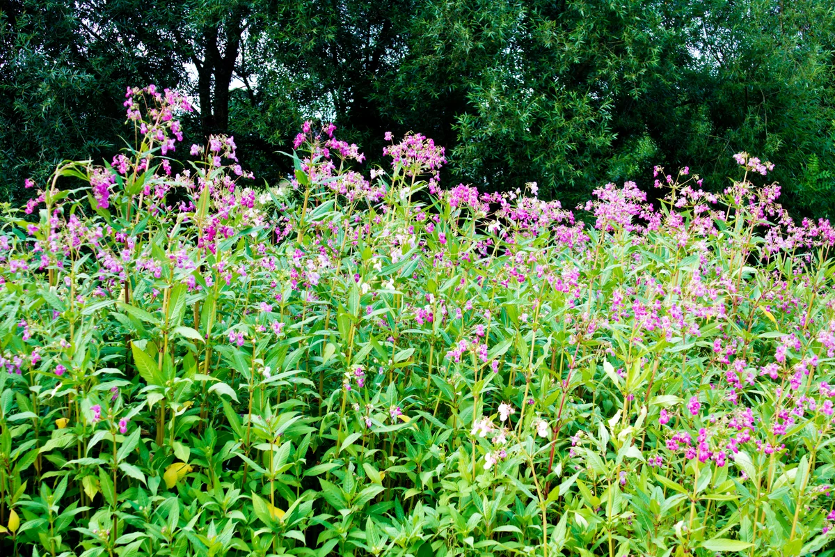 Ornamental Jewelweed