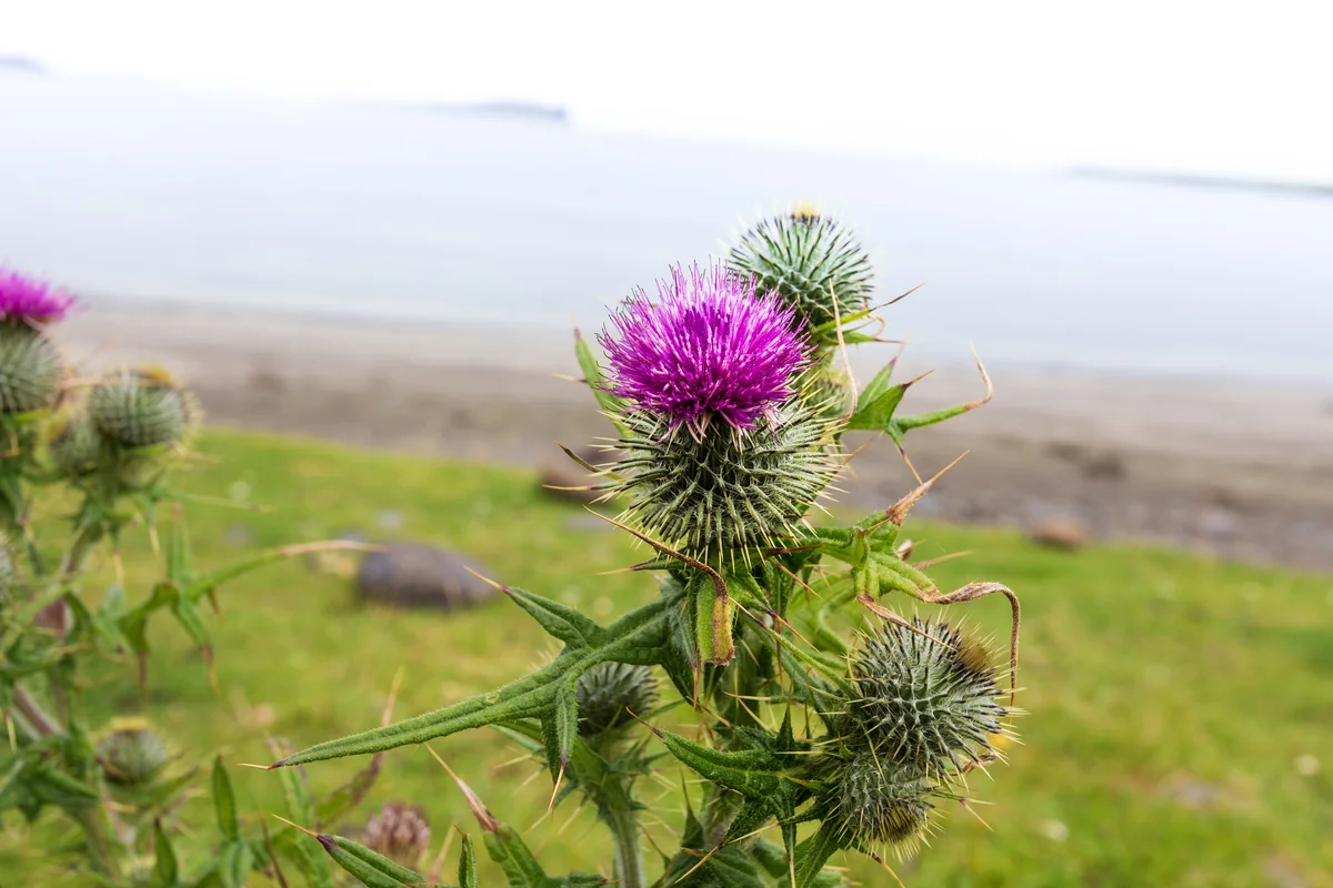 Scottish thistle