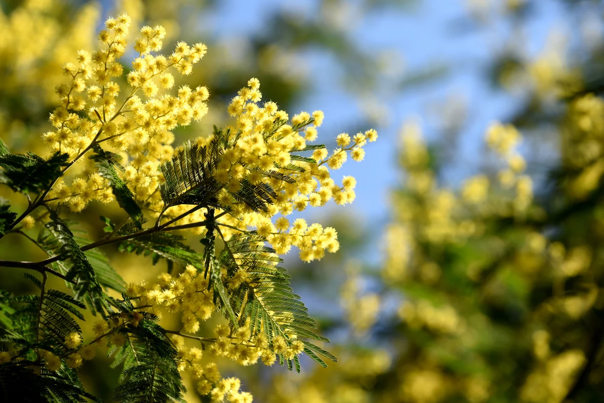 Yellow mimosa plant