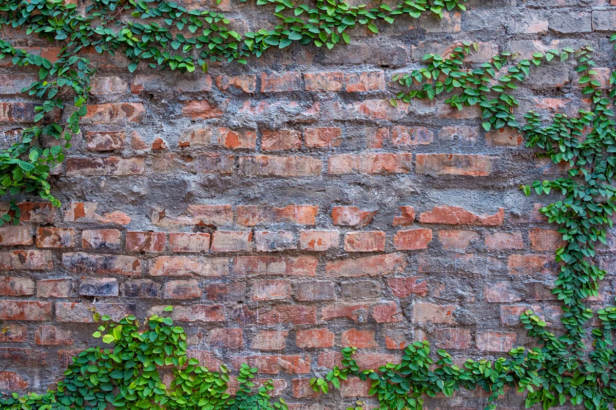 English ivy climbing brick wall