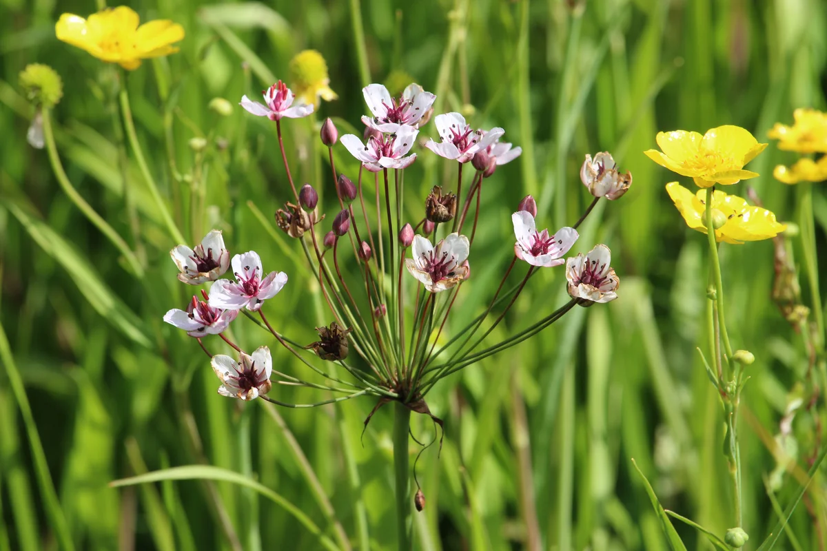 Flowering rush flowers