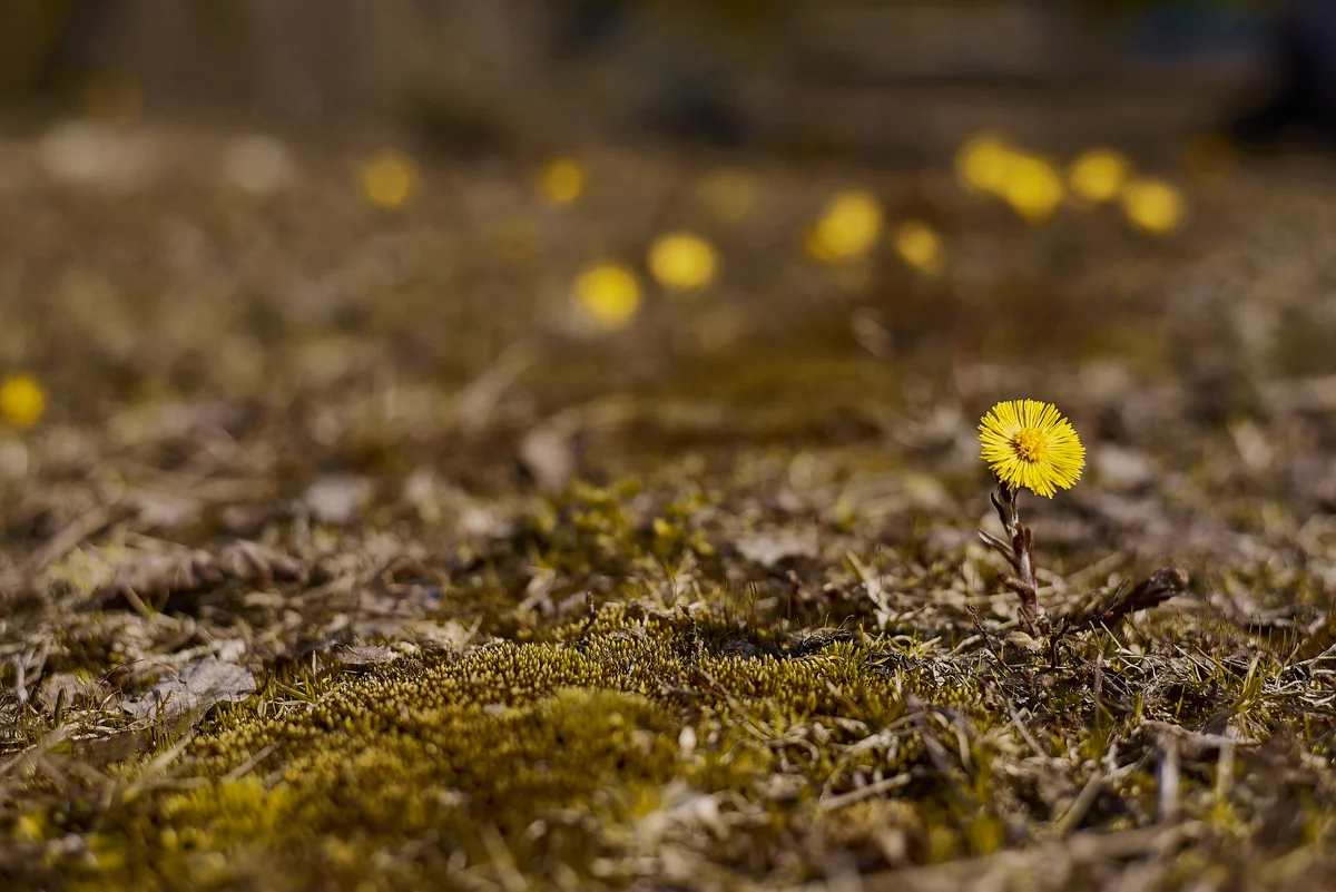 Closeup of yellow coltsfoot