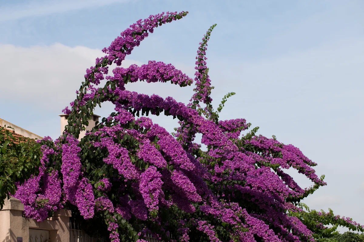 Purple butterfly bush