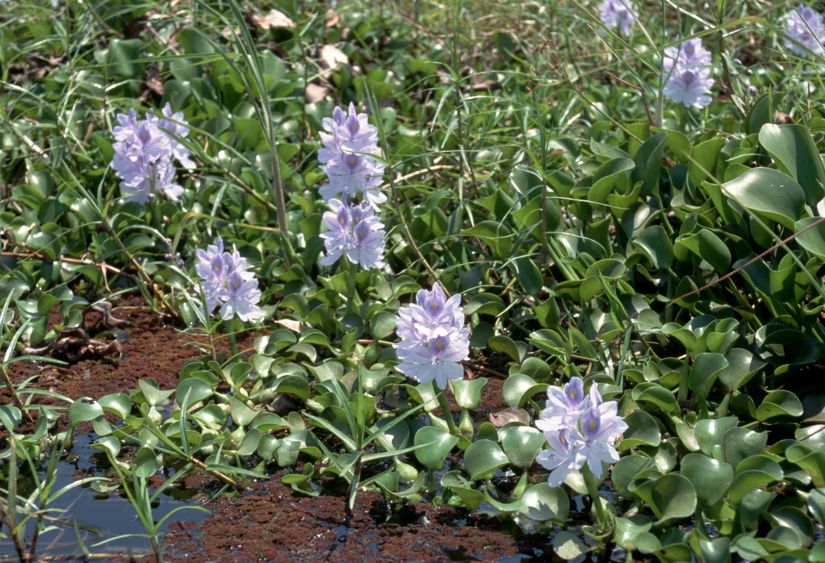 Water hyacinth flower