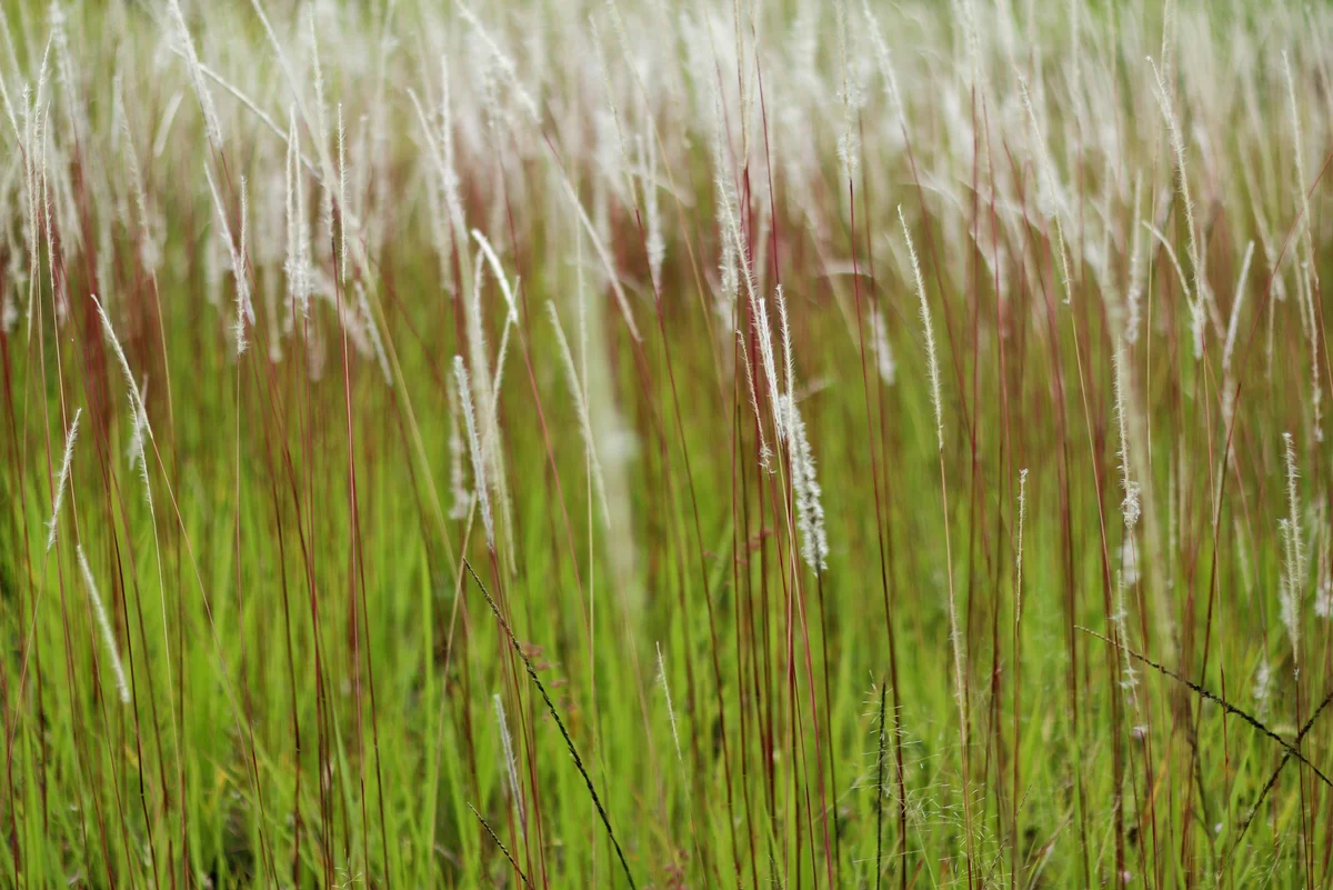 Cogongrass