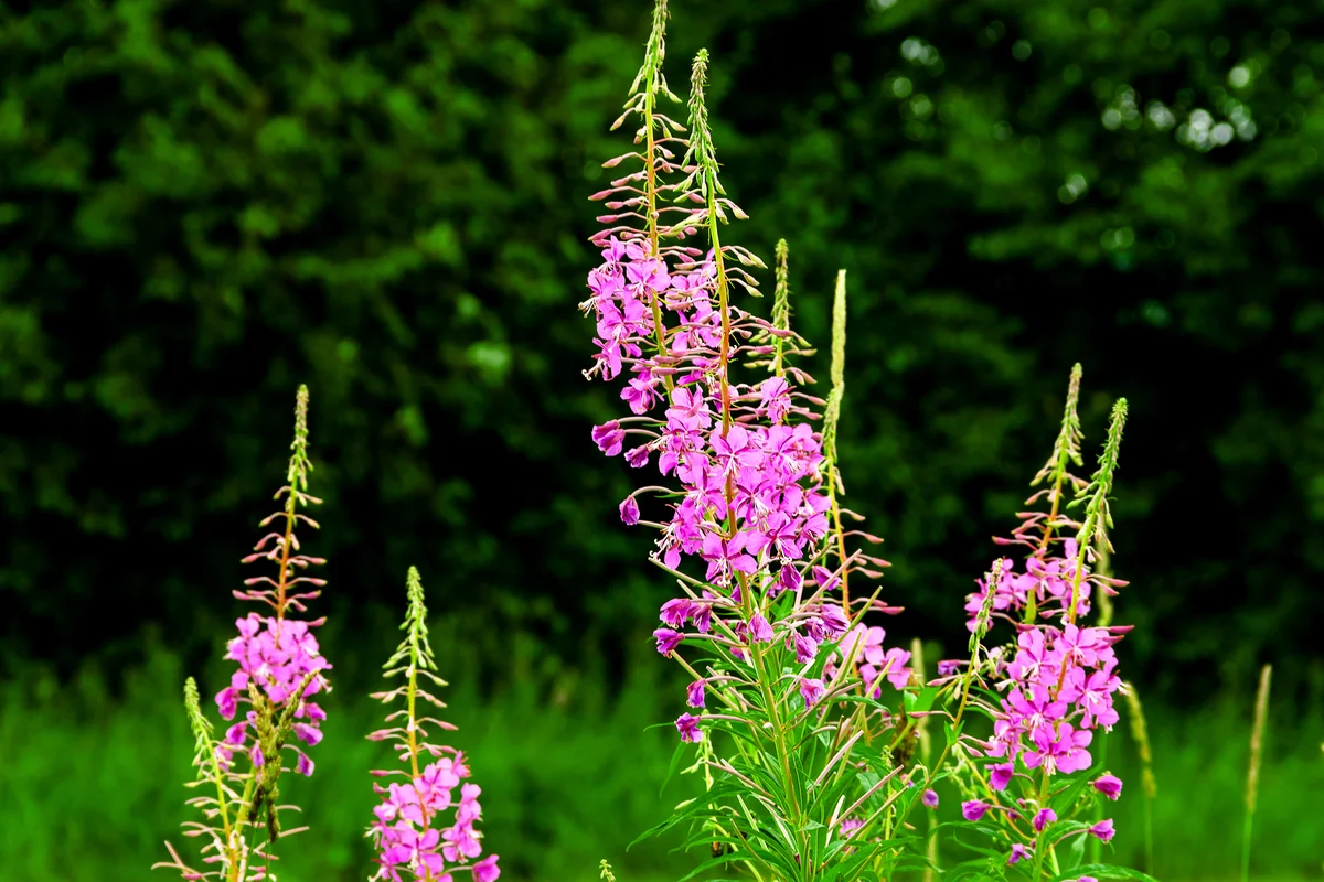 Fireweed plant