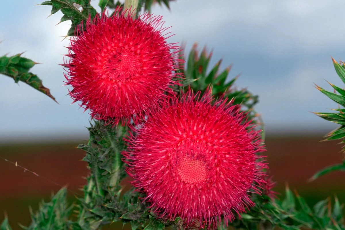 Musk thistle
