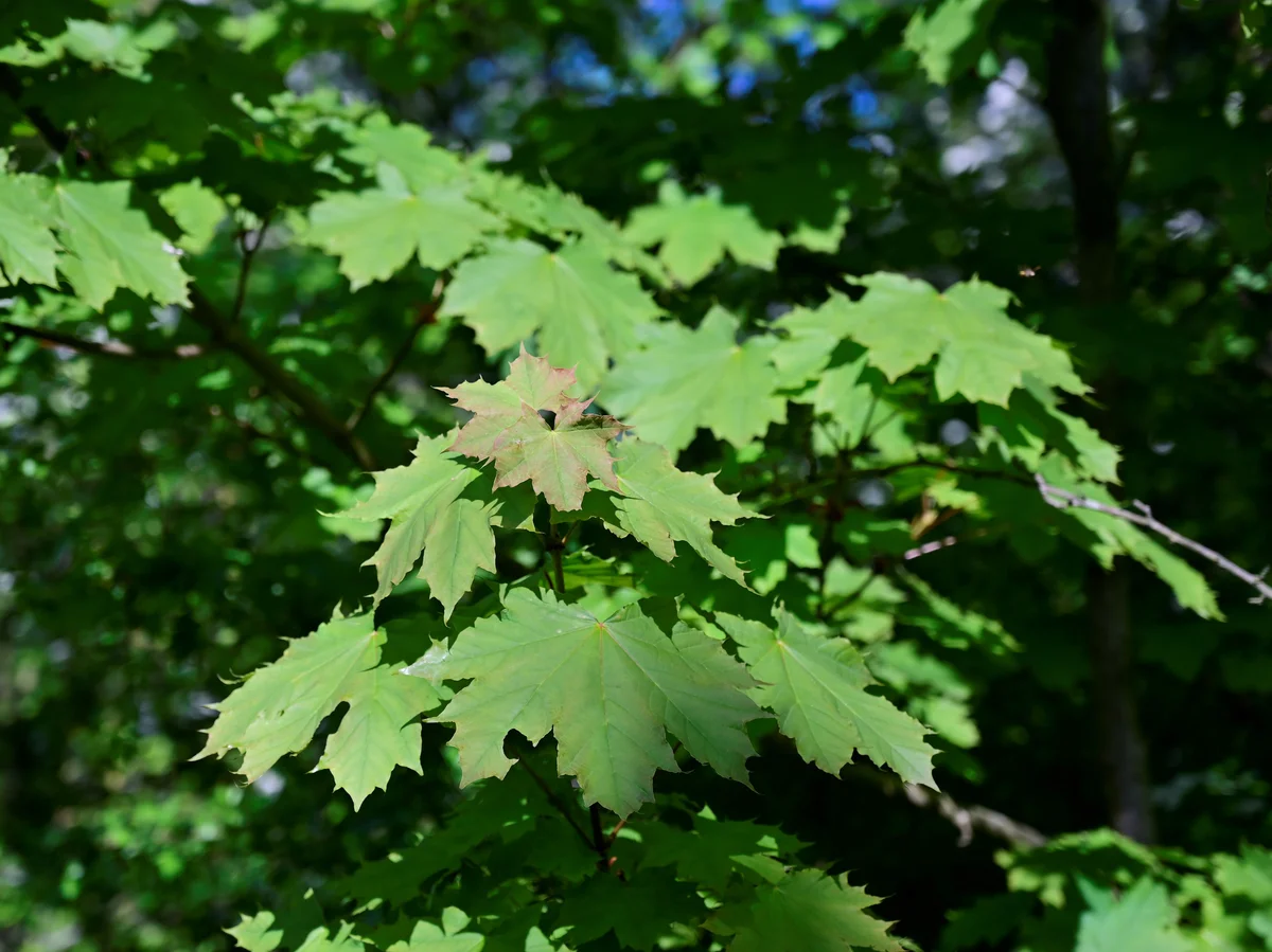 Norway maple